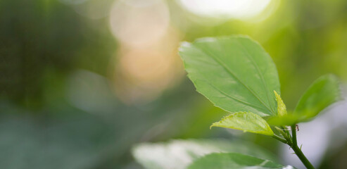 Blurred nature green background.