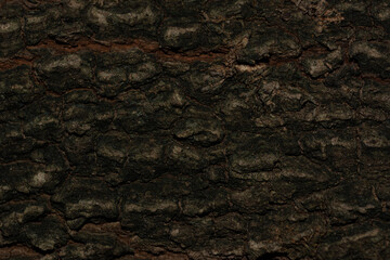 Abstract bark texture. Wooden grain background.