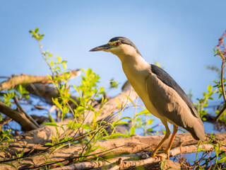  Black-crowned Night-heron(Night Heron) on dry banch.
