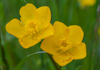 rain drops on the yellow petals of a buttercup