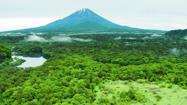 新緑の青木ヶ原樹海と富士山空撮