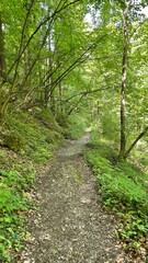 Obraz premium path in the forest