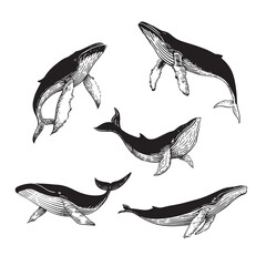 The lineart whale collection, hand draw whale. Logo whale, whale logo © Andrey