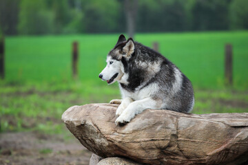 Husky is resting on a stone. Against the background of green grass. Portrait of the Siberian husky. Friendship forever.
