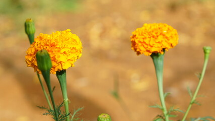 marigold flowers in the garden.