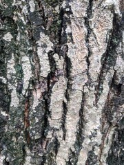 bark of an old tree