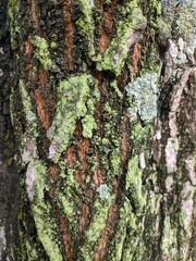 bark of a tree