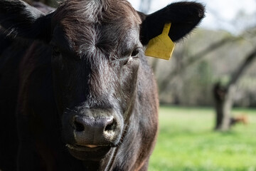 Close-up of black Angus heifer in bright sunlight