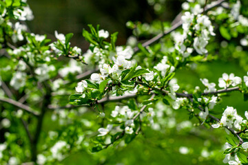 Obraz premium branches of a blooming cherry plum in the garden in spring