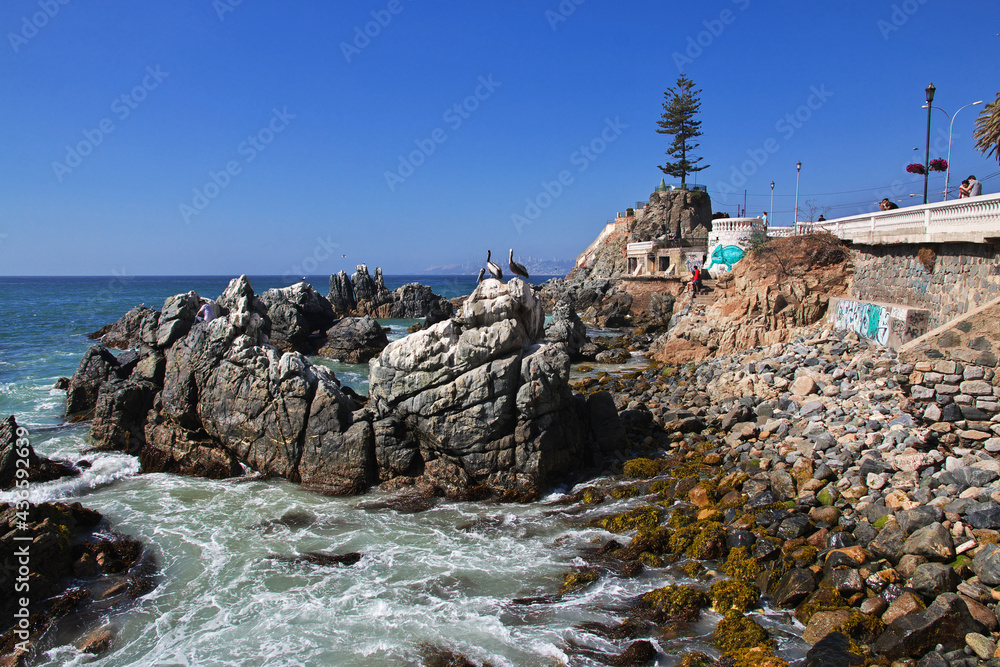 Canvas Prints Vina del Mar, Chile - 30 Dec 2019: Pelican on the coast of Vina del Mar, Chile