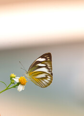 butterfly on a white flower blossom