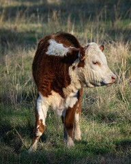 Portrait of cute Hereford calf