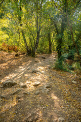 Footpath among trees and ruins of the ancient city of Termessos without tourists near Antalya, Turkey