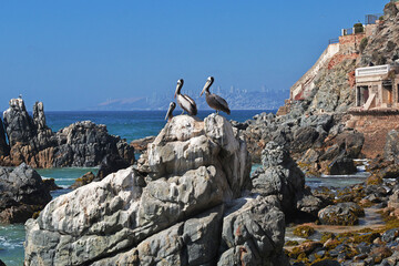 Pelican on the coast of Vina del Mar, Chile