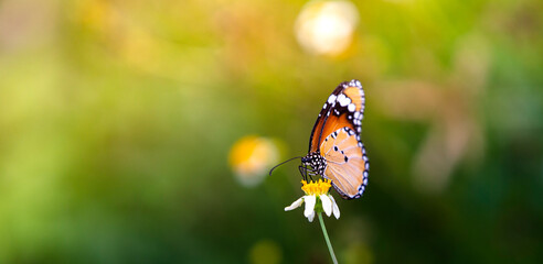 butterfly on a white flower blossom