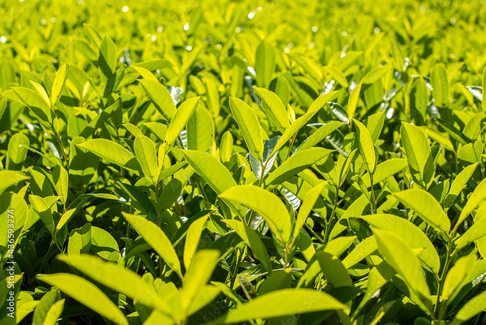 Wall mural green leaves of hedge bush. Prunus laurocerasus. bright summer background. cherry, common and English laurel