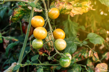Obraz premium Many yellow cherry tomatoes in a greenhouse in the sun. Mini tomatoes. Bunches of tasty and juicy tomatoes in the garden. Photo of growing healthy organic tomatoes in your garden.