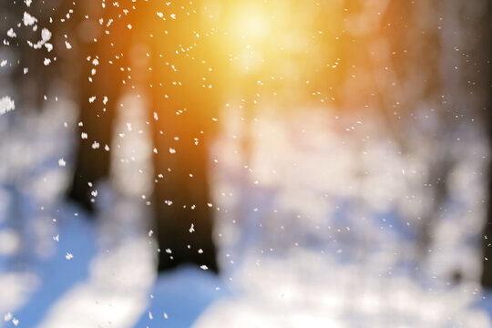 Snowfall Winter snow. Snow texture. Texture for design. Snowy white texture. Snowflakes. © detry26