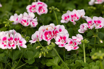 Pelargonium flowers commonly known as geraniums, pelargoniums or storksbills and fresh green leaves in a pot in a garden