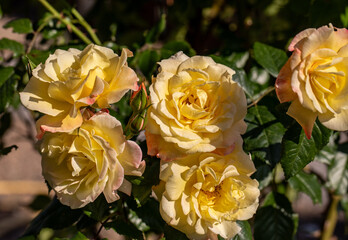 Yellow Roses on the Branch in the Garden