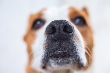staffordshire bull terrier nose portrait