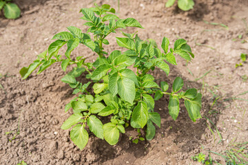 potato plant growing in garden