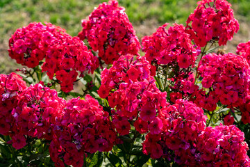 Flowering branch of red phlox in the garden