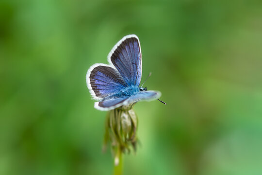 Lycaenidae Blue Butterfly Close-up On A Dandelion Flower. Polyommatus Icarus Is A Beautiful Blue-colored Pigeon. A Butterfly Sits On A Blurry Green Background Of Grass. Macro Wildlife Photography