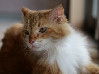 大きい猫メインクーン