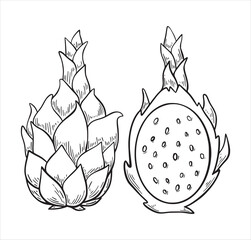 Dragon fruit exotic tropic fruit  hand drawn sketch style isolated on white background. Hand drawn tropical food illustration. Vector illustration.