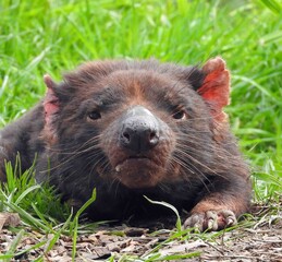 Fototapeta premium close up of tasmanian devil resting in the grass in the tasmanian devil unzoo, in taranna, on the tasman peninsula, tasmania, australia 