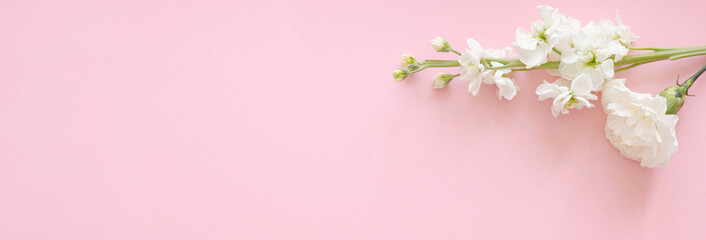White flower carnation on pink background banner for mothers day, wedding and valentines day with copy space for mock up