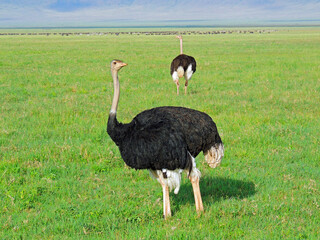 pair of  ostriches standing in the savannah in ngorongoro crater, tanzania,  africa