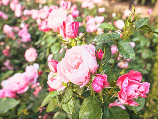 Obraz premium Rose flower on background blurry pink roses flower in the garden of roses. Nature.