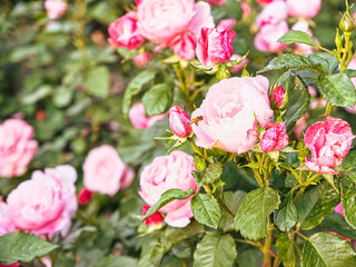 Rose flower on background blurry pink roses flower in the garden of roses. Nature.