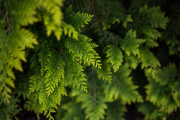 Close-up of beautiful green thuja leaves. Bright green branches in the foreground and blurred in...