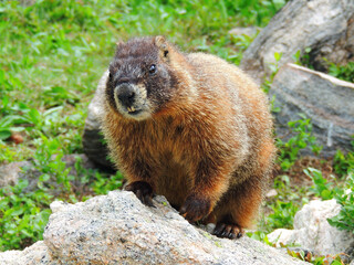   cute yellow-bellied  marmot on a boulder in summer in the james peak wilderness area in the rocky mountains of  in colorado  