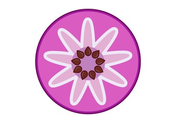 Star apple. Exotic fruit. Vector graphics on a white background.