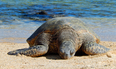     green sea turtle sleeping in the sand next to the surf  on poipu beach in kauai,  hawaii    