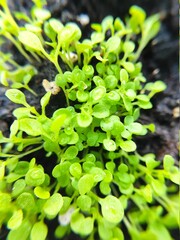 close up of a green plant