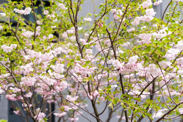 Blurred background. A blooming spring tree. tree is in bloom. Spring