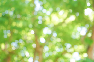 Fototapeta na wymiar Natural green bokeh from tree abstract background