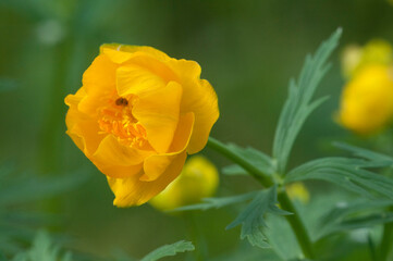 Chinese globeflower (Trollius chinensis) close up