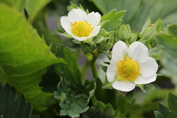  beautiful strawberry bushes that bloom with white flowers