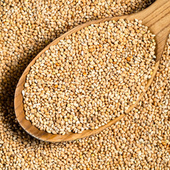 yellow proso millet seeds in wood spoon closeup