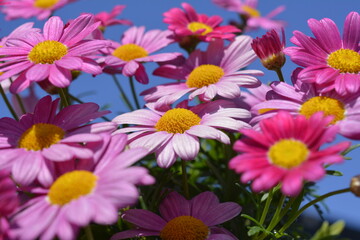 かわいいピンクのマーガレット。花色変化。花イメージ素材。花のある暮らし。家庭園芸。