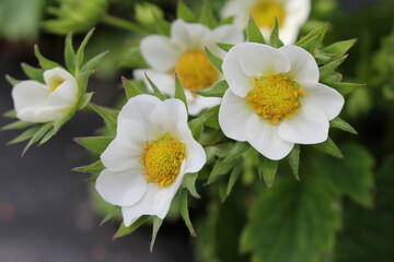  beautiful strawberry bushes that bloom with white flowers