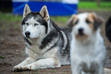 Husky with different eye colors near other dogs. Friendship forever.