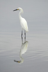    snowy egret reflected in  a saltwater marsh, looking for fish,  in st. mark's national wildlife refuge in wakulla county, northern florida  