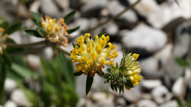 Fleur jaune d'Anthyllide vuln&eacute;raire ou tr&egrave;fle des sables (Anthyllis vulneraria)